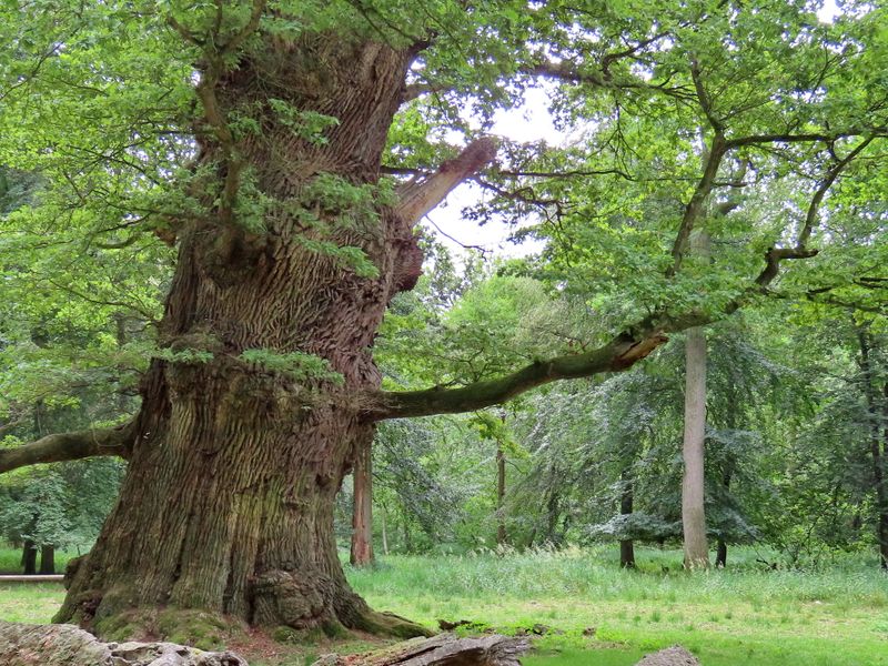 I000-jährige Eichen in Ivenack | © marina kuchenbecker - stock.adobe.com