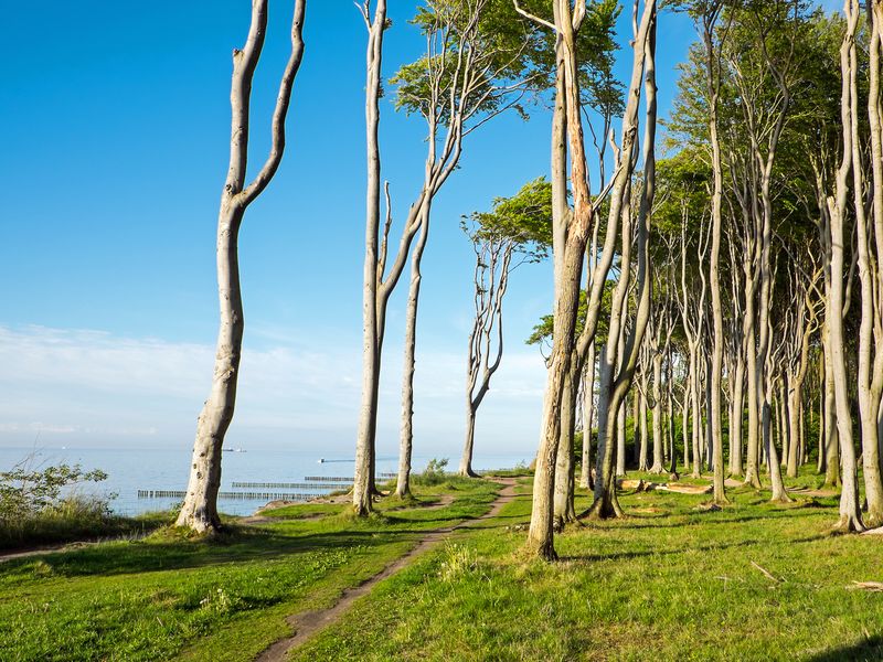 Wald an der Ostsee | © elxeneize - stock.adobe.com