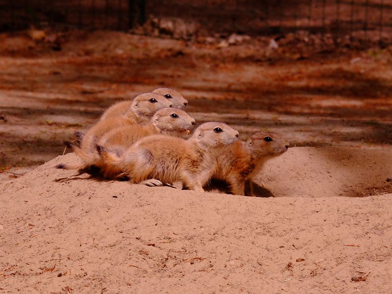 Präriehund Jungtiere | © Tierpark Wolgast