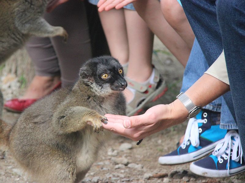 Braner Maki mit Besuchern | © Tierpark Wolgast