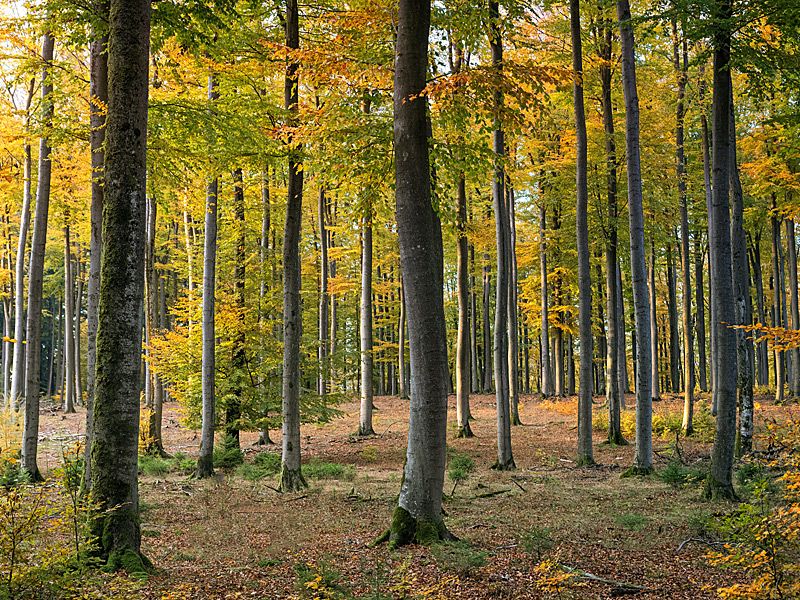 Arboretum ähnliche Ansicht | © pexels