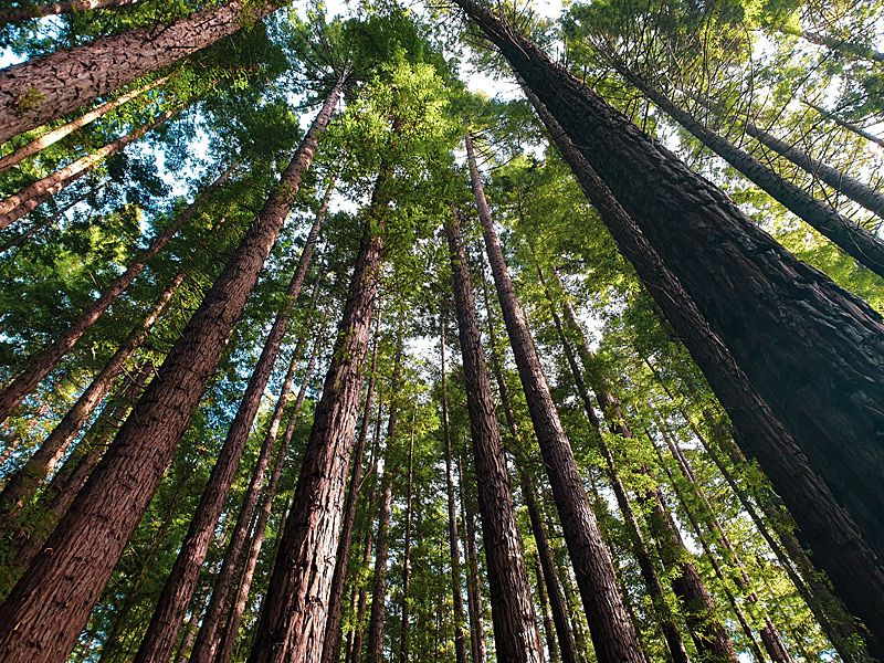 Arboretum ähnliche Ansicht | © pexels