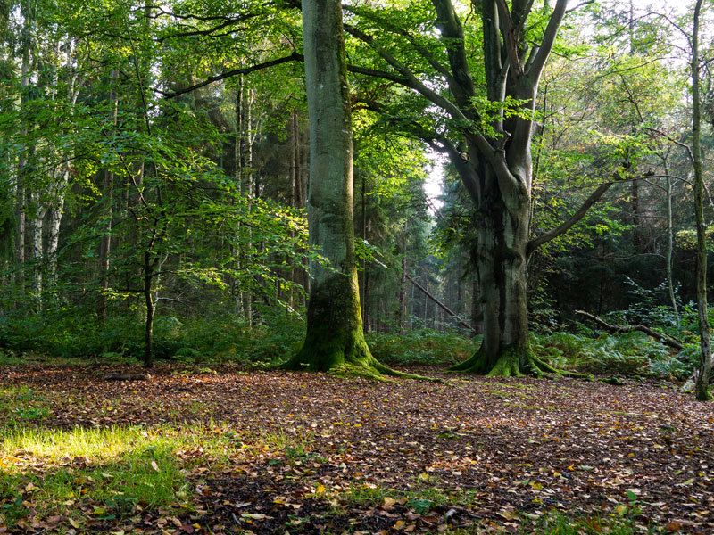 Naturschutzgebiet Ahrenshooper Holz