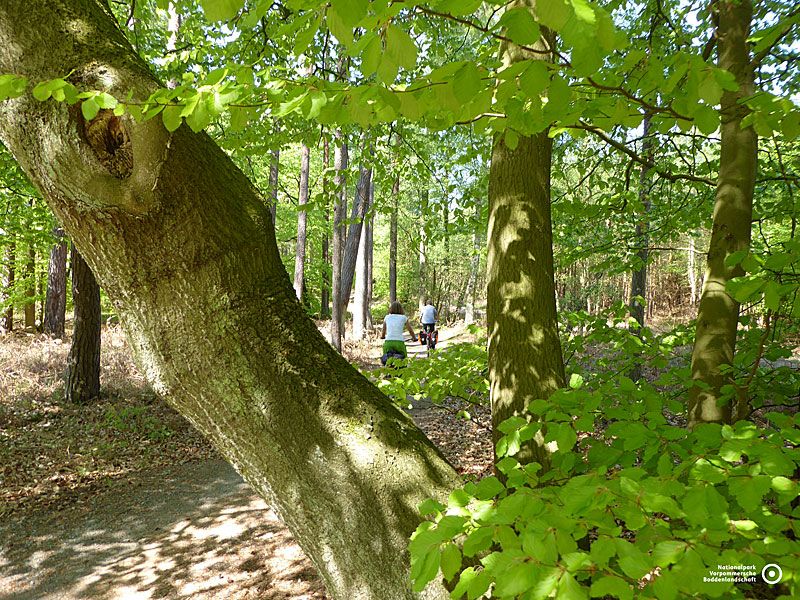Radweg durch den Darßwald | © Lucia Zust