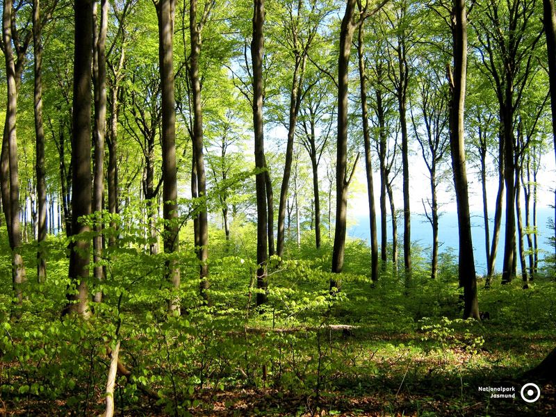Buchenwald mit Blick auf die Ostsee  | © Andreas Nehring