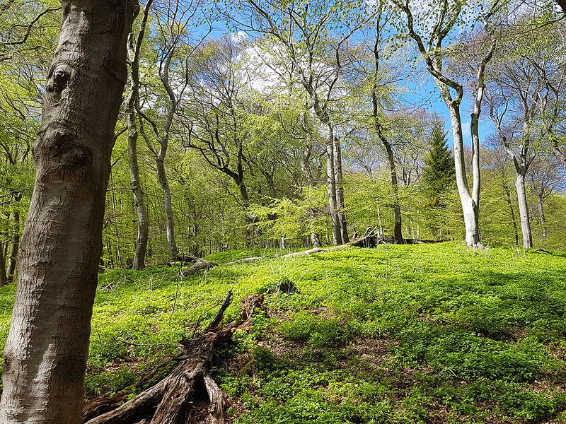 Frühling im Buchenwald  | © Ingolf Stodian