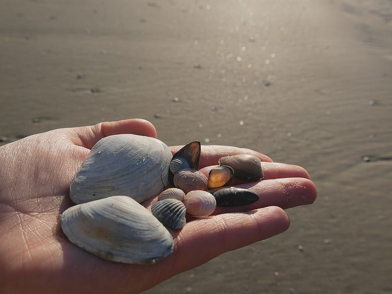 Muscheln | © Marie Rossberg - Verein Jordsand