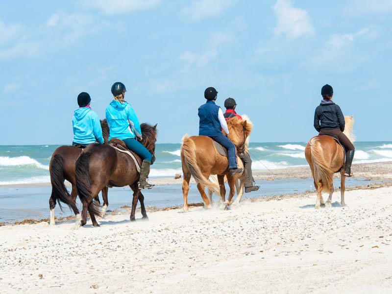 Reiten/ Strandausritte auf der Insel Sylt | FEEDBACK WERBEAGENTUR GMBH - stock.adobe.com