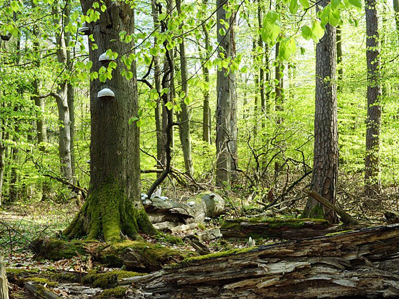 Welterbe Alte Buchenwälder | © B. Lüthi Herrmann
