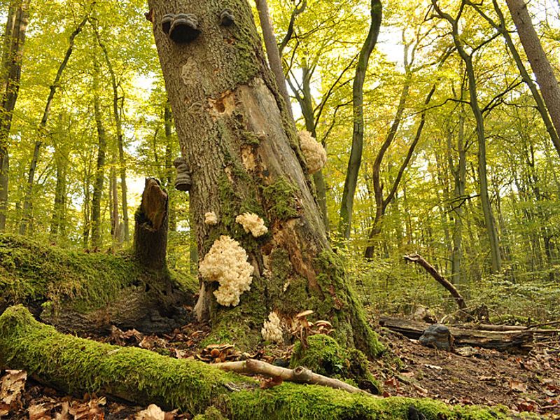 Welterbe Alte Buchenwälder | © B. Lüthi Herrmann