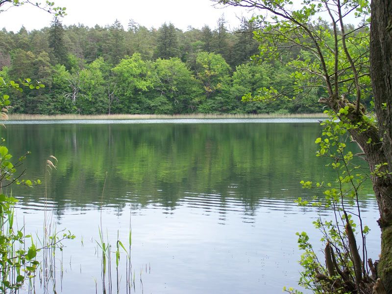 Bornsee im Müritz-Nationalpark | © mvp.de - JP