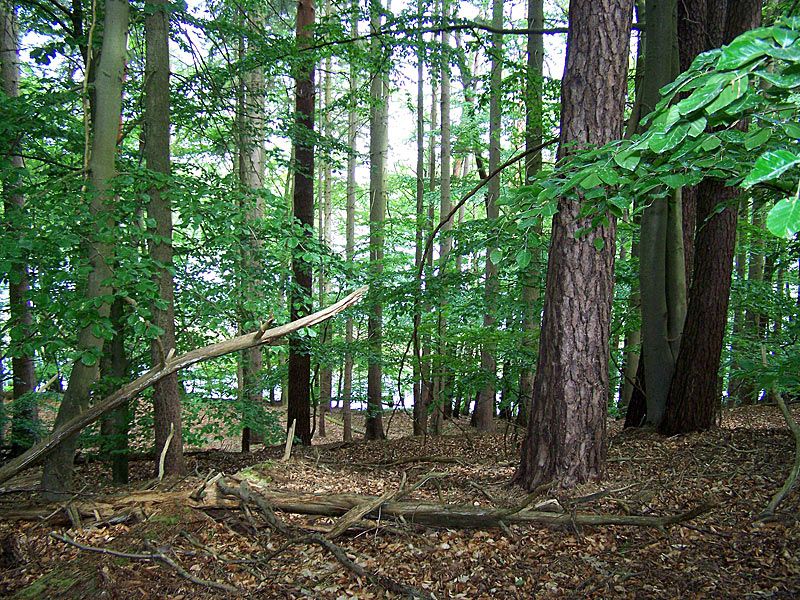 Wald am Trinnensee | © mvp.de - JP