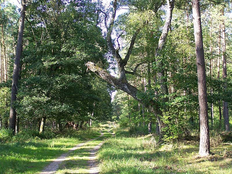 Radwanderweg bei Klockow | © mvp.de - JP
