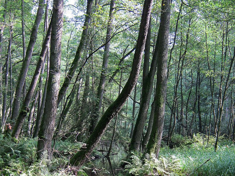 der Müritz-Nationalpark bietet auch Natur pur | © pixabay