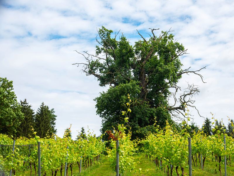 Weingut Schloss Rattey | © Weingut Schloss Rattey | Inselmühle Usedom GmbH