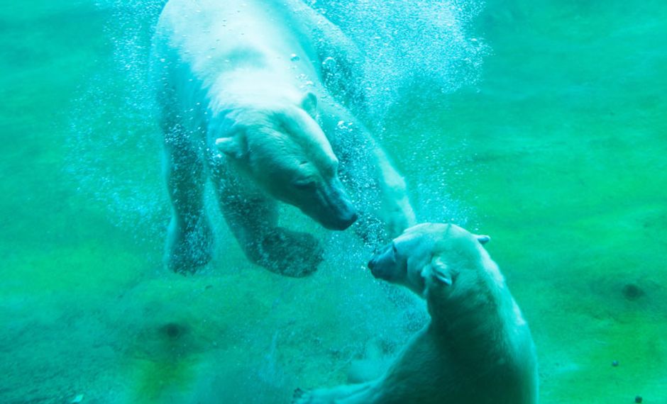 Rostocker Zoo (Zoologischer Garten)