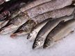 Rostocker Fischmarkt