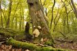 Walderlebnispfad Serrahn