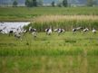 Vogelschutzinsel Kirr & Kranichparadies