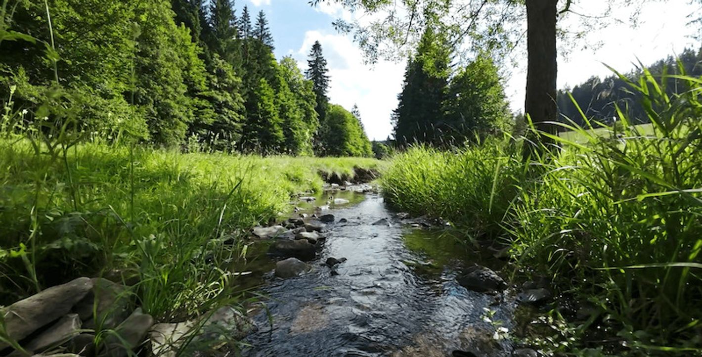 Waldfilm