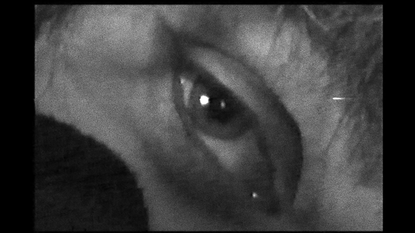 Filmfest