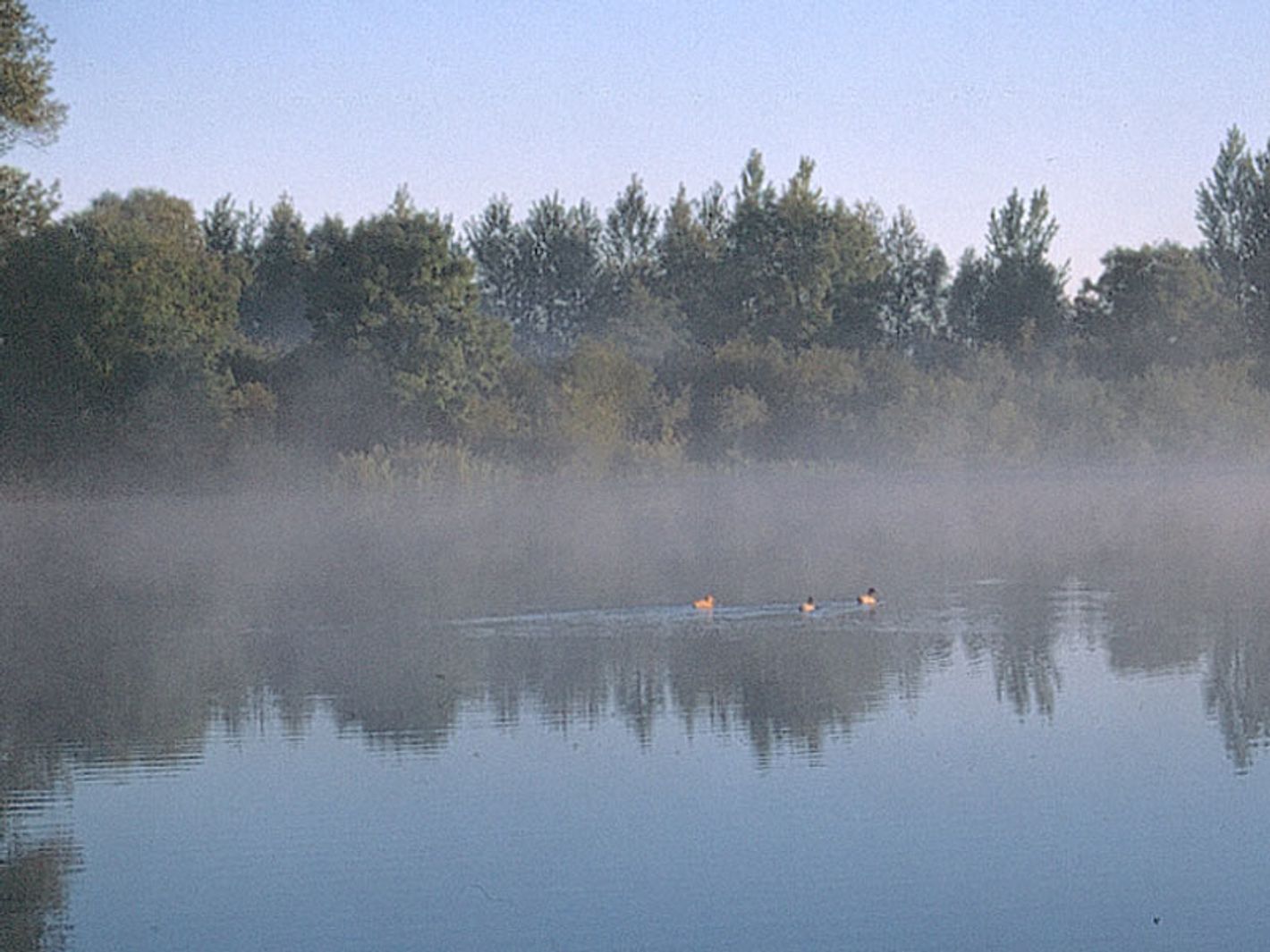 Naturschutzgebiet Binsenbrink im Teterower See