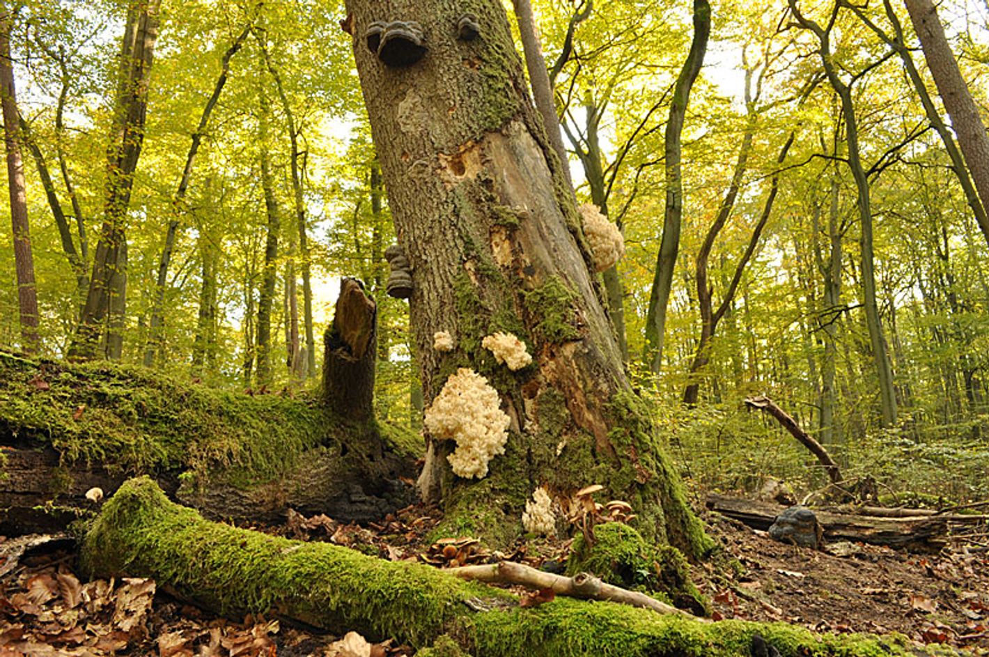 Welterbe Alte Buchenwälder | © B. Lüthi Herrmann