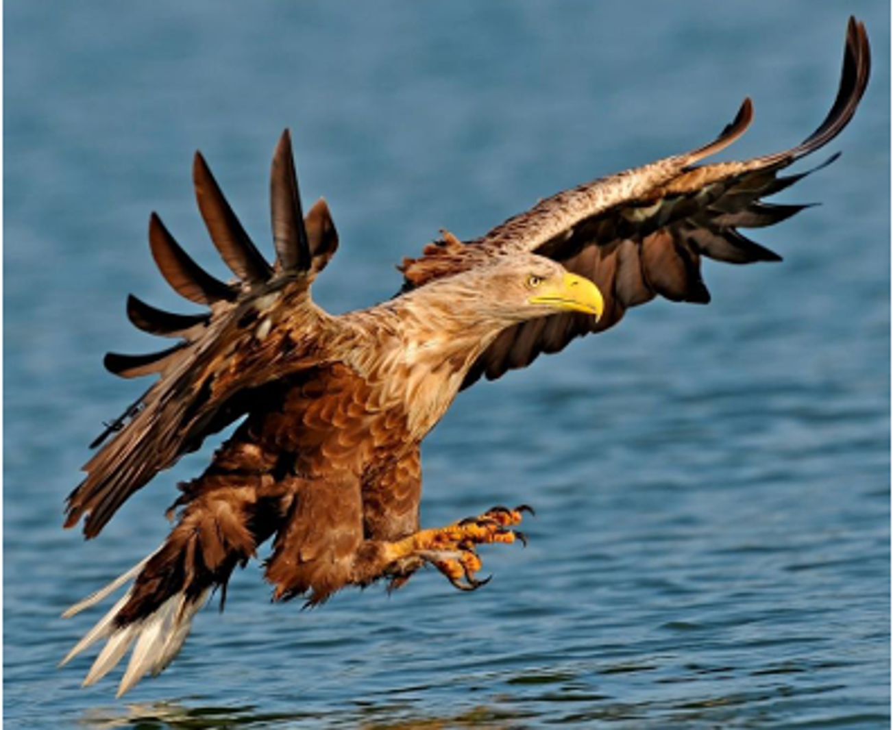 Im Reich des Seeadlers - Eine Radtour durch den Inselnorden | © Seeadler.PNG
