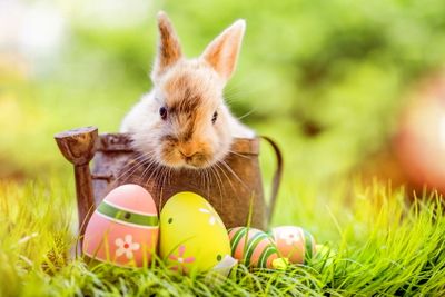 Ostern - Der Frühlingsurlaub | © drubig-photo - stock.adobe.com