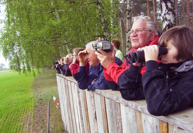Adlersafari im Müritz-Nationalpark