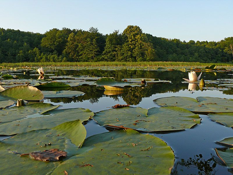 Zierzsee