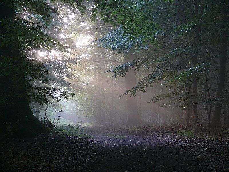 Buchenwald im Nebel